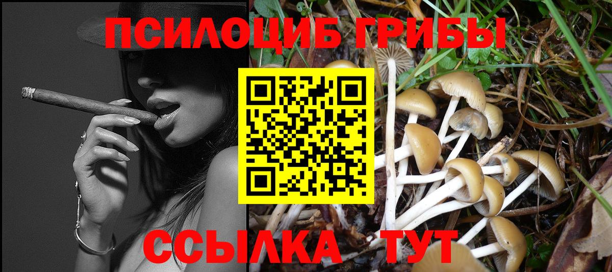 Галлюциногенные грибы Psilocybe Норильск